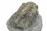 Large, Mutli-Toned Pedinopariops Trilobite - Mrakib, Morocco #253701-3